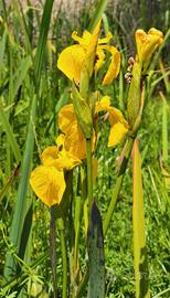 Piante acquatiche e palustri per laghetti