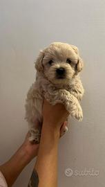 Maltipoo femmine