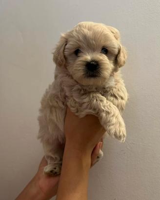 Maltipoo femmine