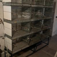 Gabbia a batteria per uccelli/pappagalli