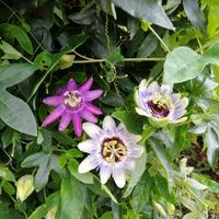 piantine di passiflora 