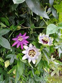 piantine di passiflora 