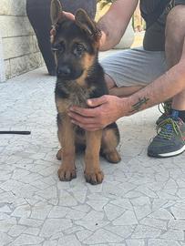 Cuccioli pastore tedesco
