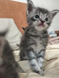 Maine coon