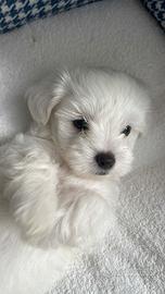 Cuccioli di maltese