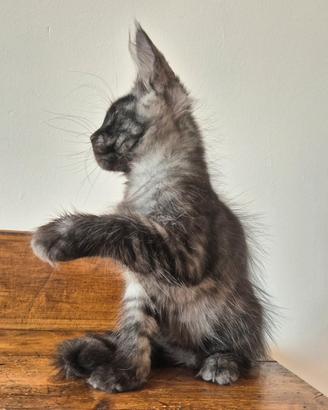 Maine coon black smoke