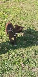 Pitbull american terrier