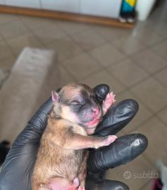 Spitz Tedesco nano Pomerania