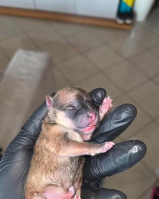 Spitz Tedesco nano Pomerania