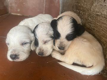 Cuccioli Setter Inglese