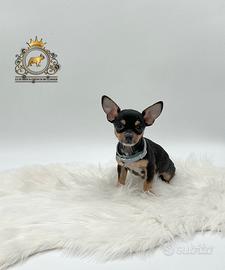 Dolcissimi Chihuahua black and tan