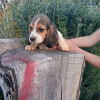 Beagle cuccioli