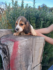 Beagle cuccioli