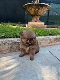 Cucciolo di Spitz di Pomerania