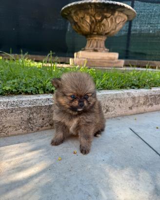 Cucciolo di Spitz di Pomerania