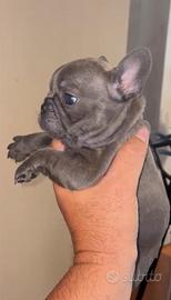 Bulldog Francese