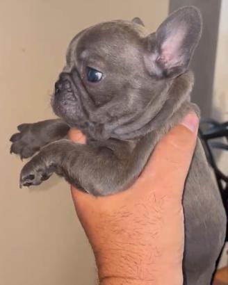 Bulldog Francese