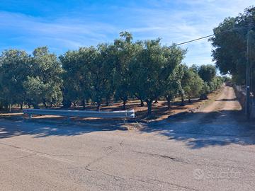 Oliveto intensivo coratino