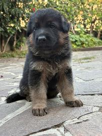 Cuccioli di pastore tedesco con pedigree