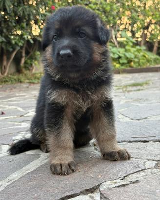 Cuccioli di pastore tedesco con pedigree