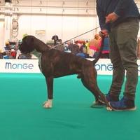 Boxer Maschio per monte
