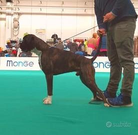 Boxer Maschio per monte