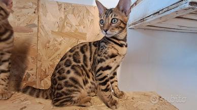 Cuccioli gatti bengala