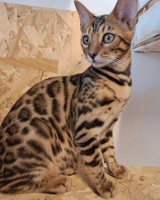 Cuccioli gatti bengala