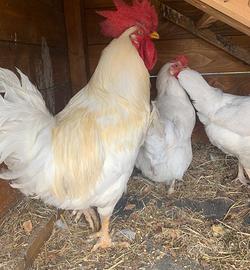 Gallo bianco