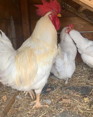 Gallo bianco