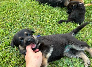 Cuccioli di pastore tedesco