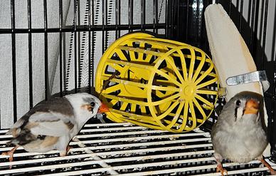 Diamantini mandarini 2 femmine 1 maschio