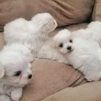 Maltese mini toy