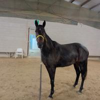 Cavalla da carrozza