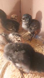 Oliver egger e araucana