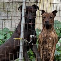 Cagnolini affettuoisi pitbull per difesa