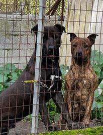 Cagnolini affettuoisi pitbull per difesa