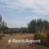 OLIVETO IN PRODUZIONE ALLE PORTE DI VITERBO