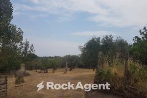 OLIVETO IN PRODUZIONE ALLE PORTE DI VITERBO