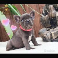 Baby principessina bulldog francese total blu