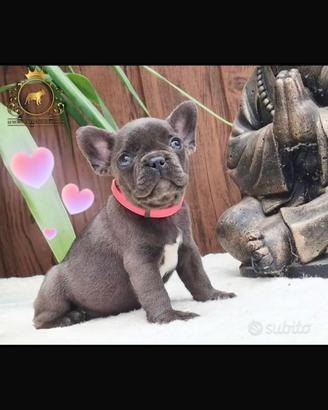 Baby principessina bulldog francese total blu