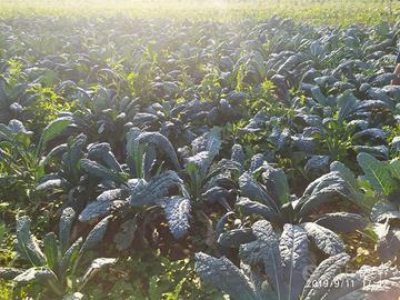 Azienda agricola biologica consolidata