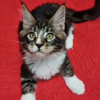 Maine coon con pedigree