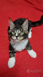 Maine coon con pedigree