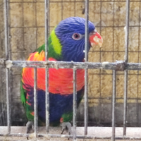 Lory arcobaleno