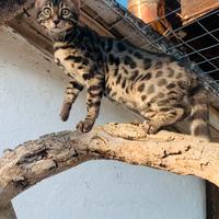 Cuccioli di gatto del Bengala