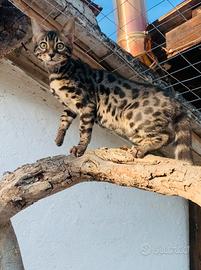 Cuccioli di gatto del Bengala