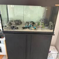 acquario 250l