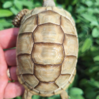 Tartaruga Marg.inata albino T+