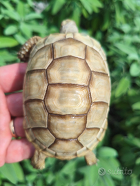 Tartaruga Marg.inata albino T+